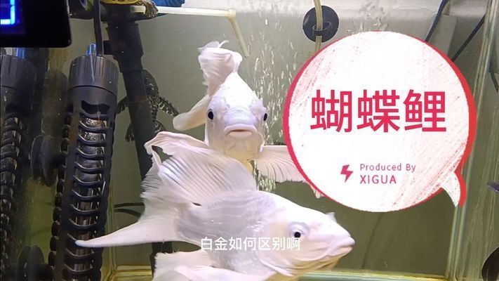 蝴蝶鯉和龍鳳哪個貴（蝴蝶鯉與龍鳳魚價格差異） 蝴蝶鯉和龍鳳哪個貴（蝴蝶鯉與龍鳳魚價格差異） 蝴蝶鯉百科 第2張