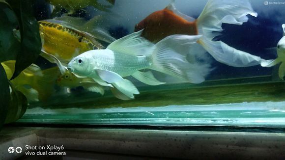 蝴蝶鯉和龍鳳哪個貴（蝴蝶鯉與龍鳳魚價格差異） 蝴蝶鯉和龍鳳哪個貴（蝴蝶鯉與龍鳳魚價格差異） 蝴蝶鯉百科 第1張