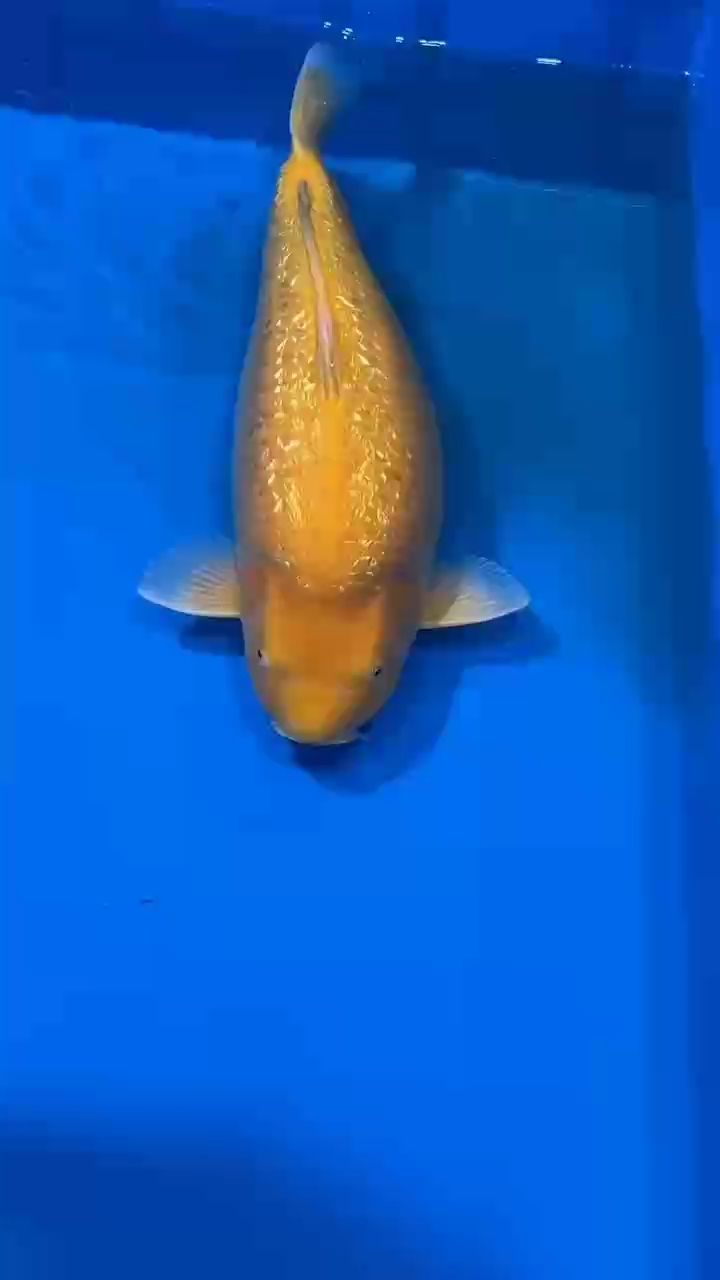 大日黃猿