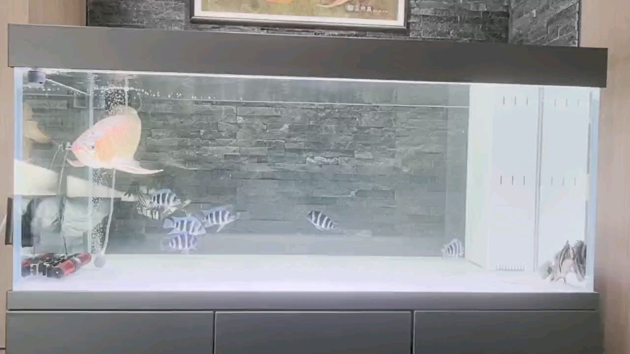 搬個新家 搬個新家 龍魚論壇