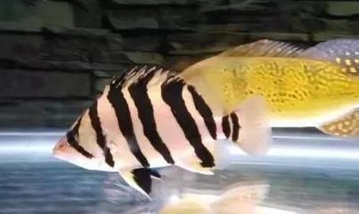 虎魚蒙眼突眼怎么治療圖片：虎魚蒙眼怎么治療圖片
