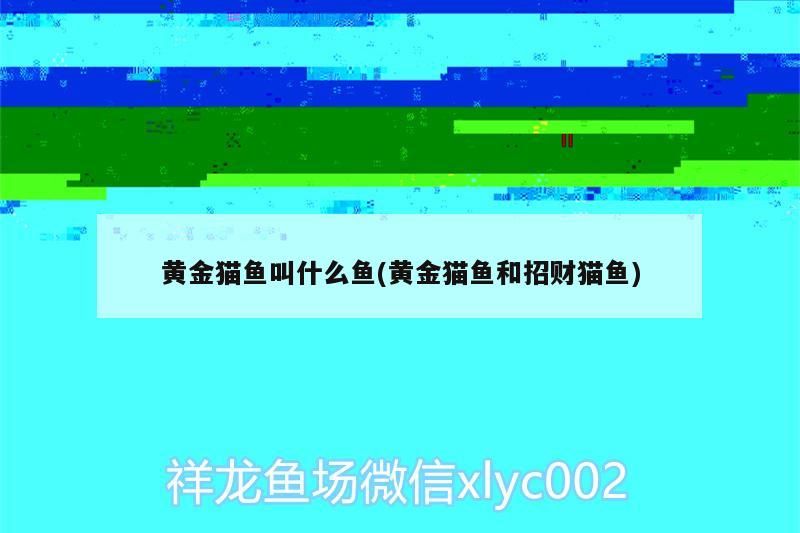 黃金貓魚叫什么魚(黃金貓魚和招財(cái)貓魚)