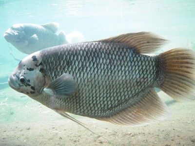 魚化龍手把件能否放床頭？風水寓意與擺放禁忌全解析