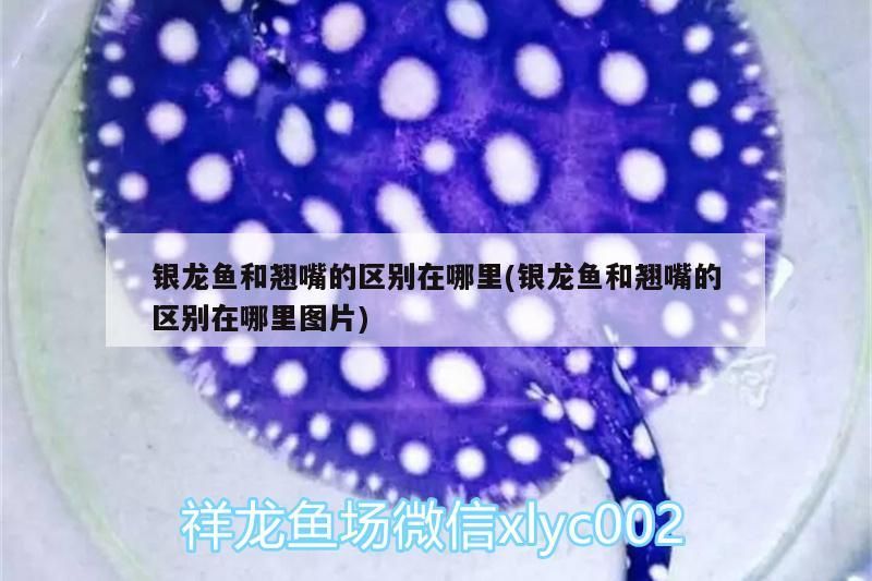 銀龍魚和翹嘴的區別在哪里(銀龍魚和翹嘴的區別在哪里圖片) 銀龍魚和翹嘴的區別在哪里(銀龍魚和翹嘴的區別在哪里圖片) 銀龍魚百科