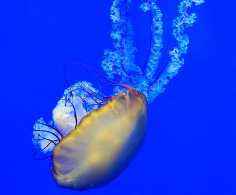 開個水族館怎么樣（開設(shè)一個水族館的全面分析）
