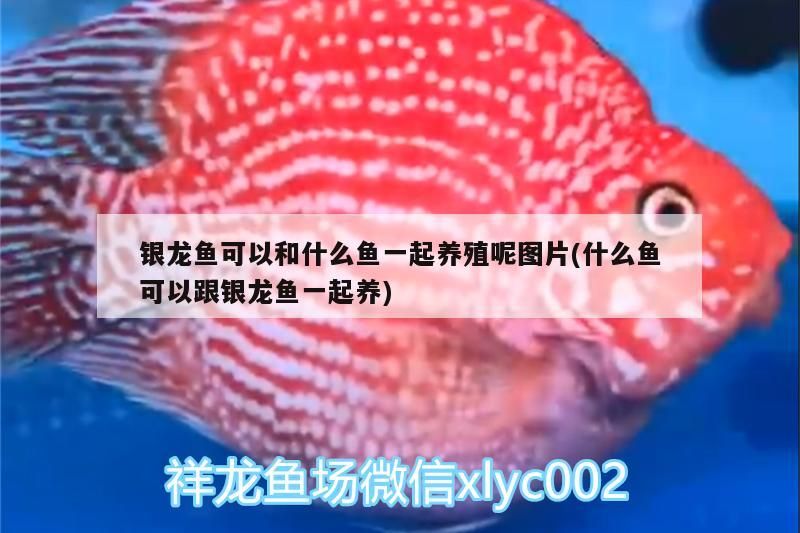 銀龍魚可以和什么魚一起養殖呢圖片(什么魚可以跟銀龍魚一起養) 銀龍魚可以和什么魚一起養殖呢圖片(什么魚可以跟銀龍魚一起養) 銀龍魚百科