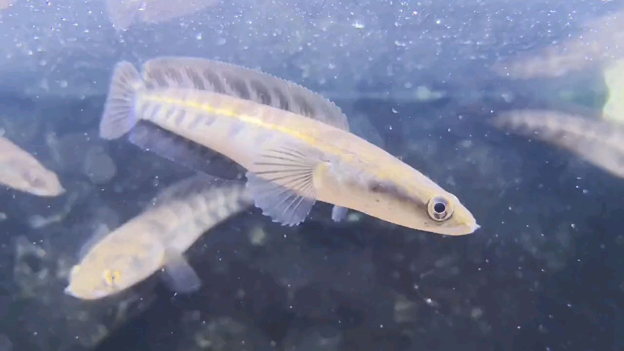 中加紅帝王雷龍魚