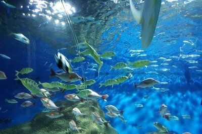 國內水族館排行（2018年國內水族館排行榜） 國內水族館排行（2018年國內水族館排行榜） 水族館百科（水族館加盟） 第1張