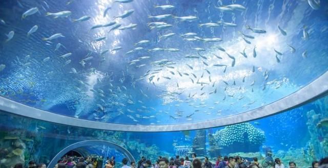 國內水族館排行（2018年國內水族館排行榜） 國內水族館排行（2018年國內水族館排行榜） 水族館百科（水族館加盟） 第3張