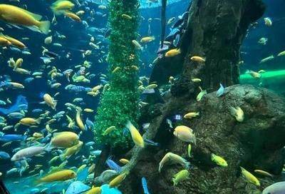 國內水族館排行（2018年國內水族館排行榜） 國內水族館排行（2018年國內水族館排行榜） 水族館百科（水族館加盟） 第4張