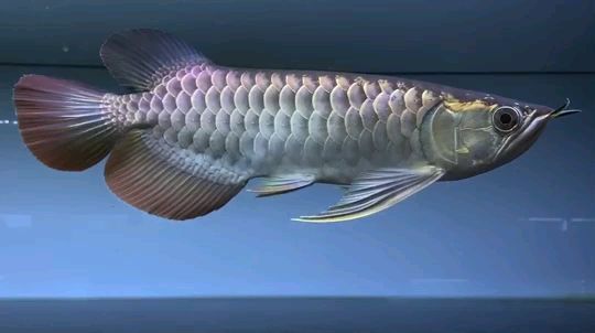周二快樂龍魚之家龍巔