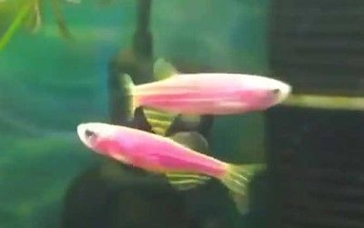 觀賞魚種類小型淡水魚（小型淡水觀賞魚種類及其特點及其特點及其特點及其特點）