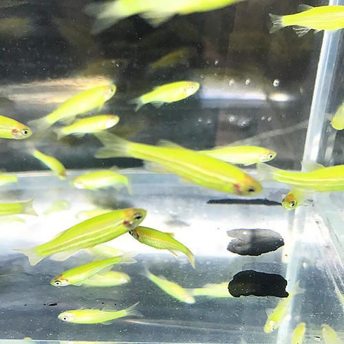 觀賞魚種類小型淡水魚（小型淡水觀賞魚種類及其特點及其特點及其特點及其特點）