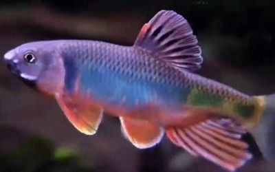 如何維持白子銀龍魚的水質(zhì)穩(wěn)定，養(yǎng)好白子銀龍魚的幾個步驟
