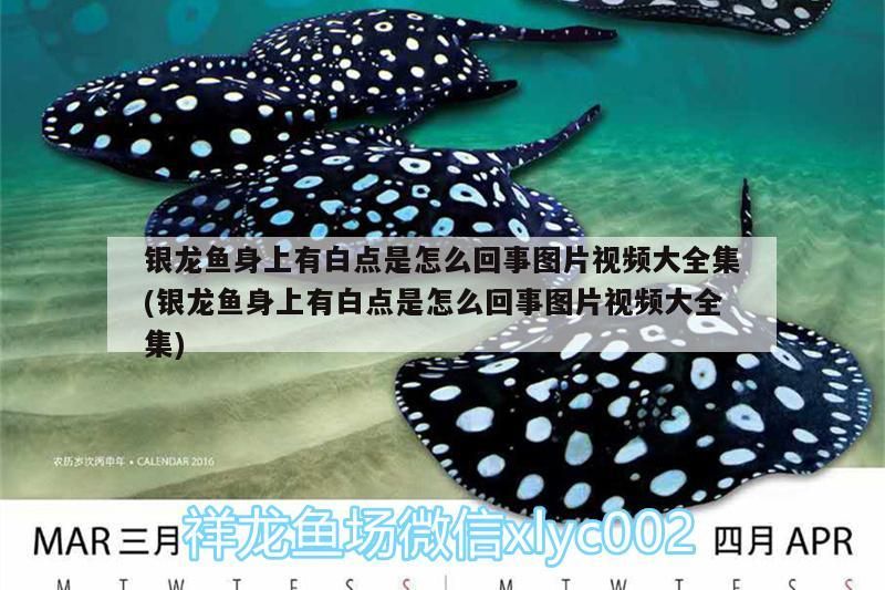 銀龍魚身上有白點是怎么回事圖片視頻大全集(銀龍魚身上有白點是怎么回事圖片視頻大全集) 銀龍魚身上有白點是怎么回事圖片視頻大全集(銀龍魚身上有白點是怎么回事圖片視頻大全集) 銀龍魚百科