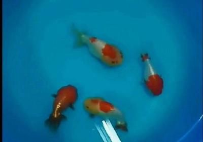 觀賞魚互動性（如何提高觀賞魚互動性） 觀賞魚互動性（如何提高觀賞魚互動性） 一方水族 第4張