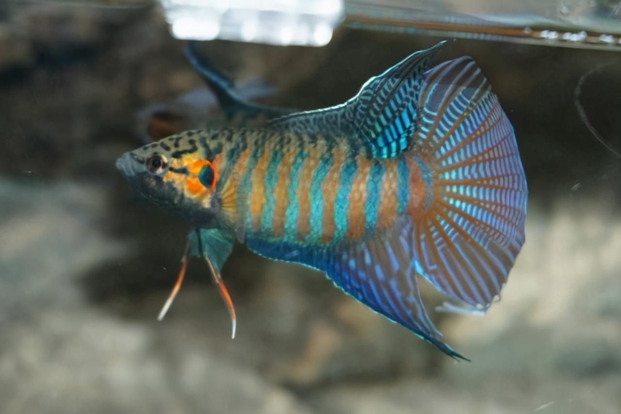 觀賞魚長須子是什么魚(幾種常見的長須子觀賞魚) 新加坡三巴旺 第4張 觀賞魚長須子是什么魚(幾種常見的長須子觀賞魚) 觀賞魚長須子是什么魚(幾種常見的長須子觀賞魚) 新加坡三巴旺 第4張