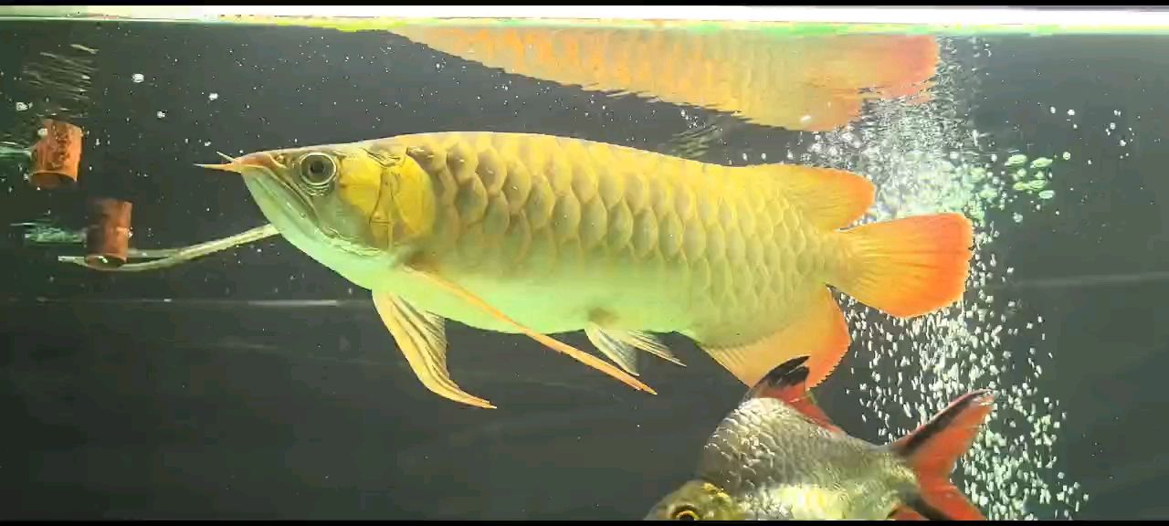 魚缸用增氧泵價(jià)格是多少:魚缸增氧機(jī)-xtrac增氧機(jī)-xtrac增氧機(jī) 換成白底記錄一下 龍魚論壇 換成白底記錄一下 換成白底記錄一下 龍魚論壇