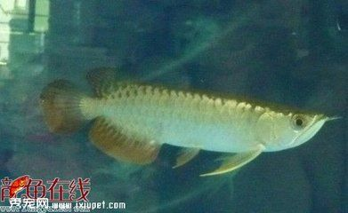 怎樣挑選過背金龍魚：如何挑選一條優質的過背金龍魚