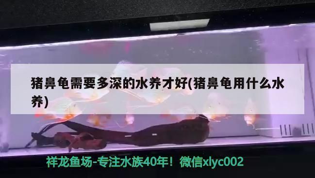 豬鼻龜需要多深的水養才好(豬鼻龜用什么水養) 豬鼻龜需要多深的水養才好(豬鼻龜用什么水養) 豬鼻龜百科