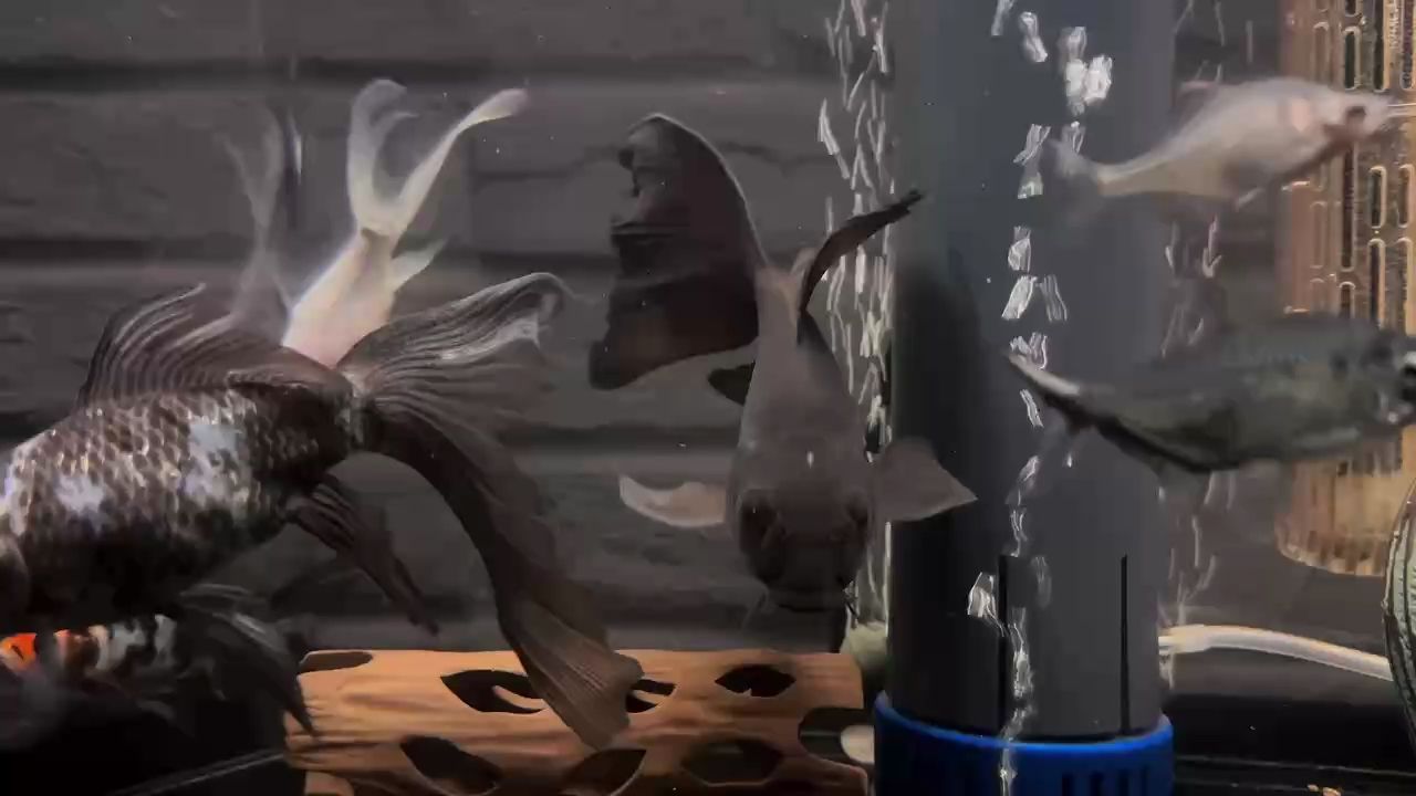 【2025】魚魚的快樂