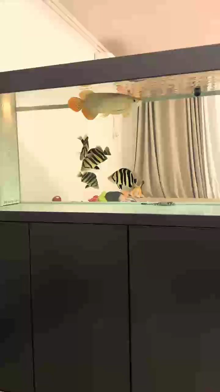 暖色系 暖色系 龍魚(yú)論壇