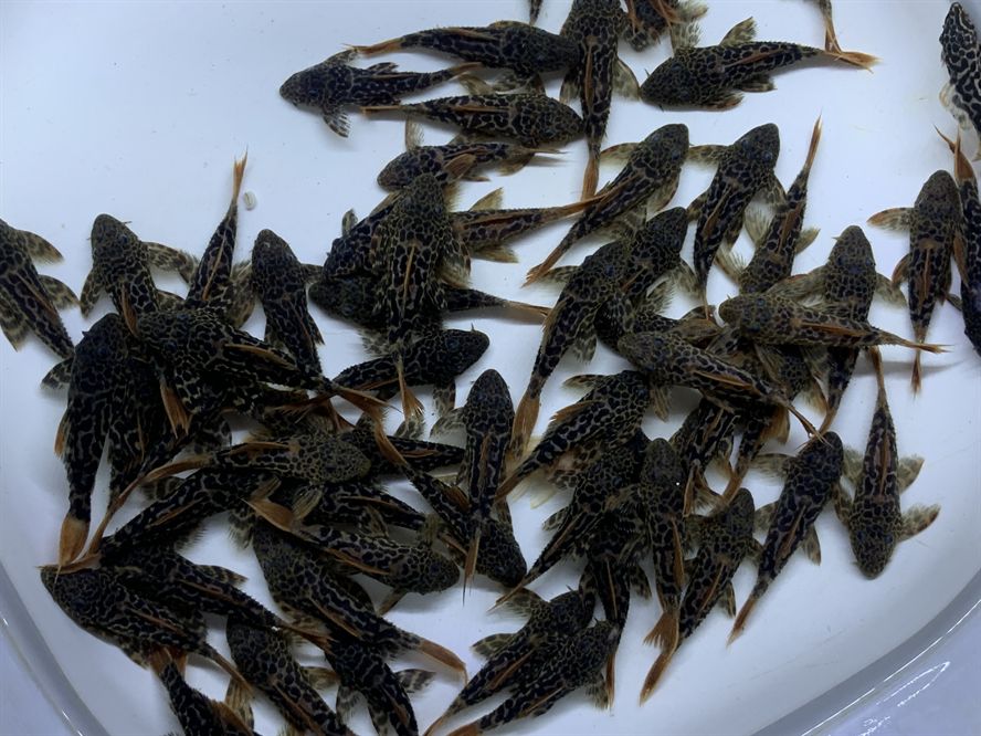 魚化龍戴久了會有靈性嗎？探索玉雕神獸的神秘力量
