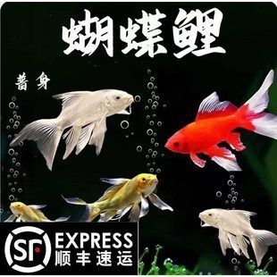 30厘米蝴蝶鯉魚多少錢一條（30公分蝴蝶鯉價格） 30厘米蝴蝶鯉魚多少錢一條（30公分蝴蝶鯉價格） 蝴蝶鯉百科 第2張
