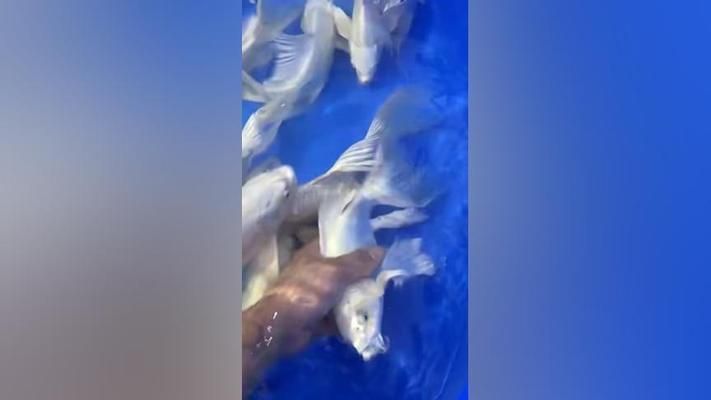 30厘米蝴蝶鯉魚多少錢一條（30公分蝴蝶鯉價格）