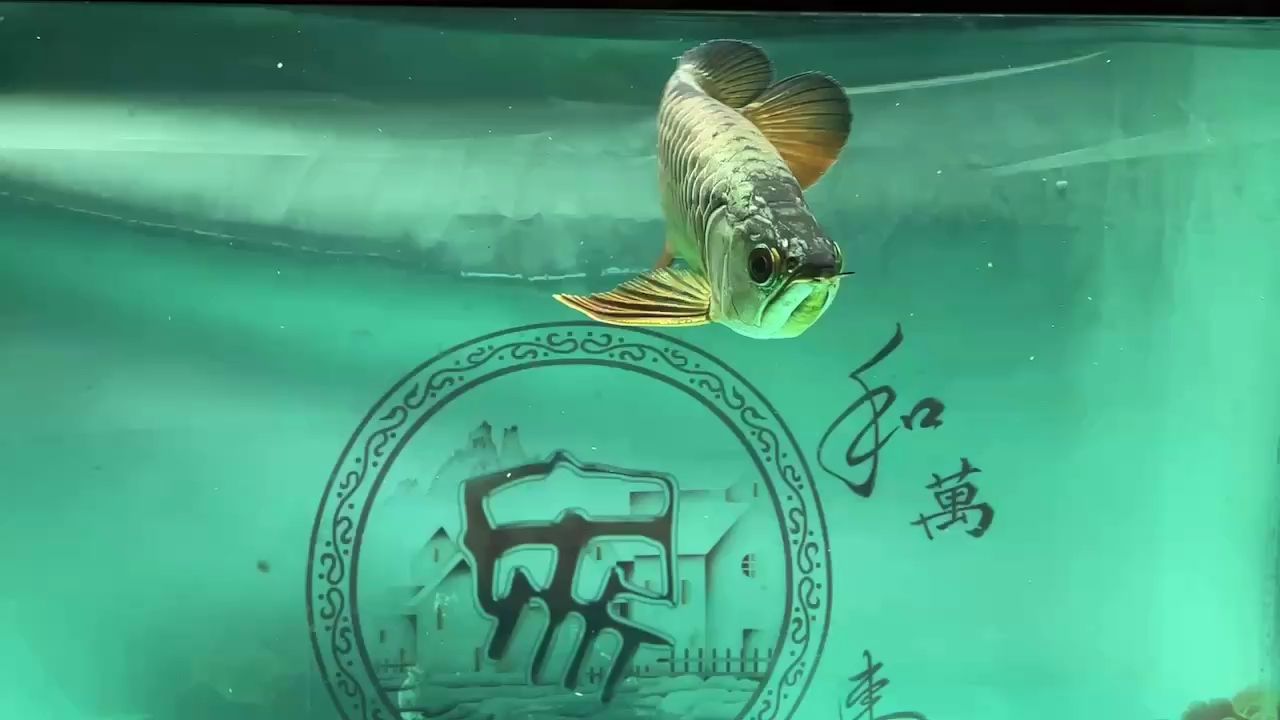 看會