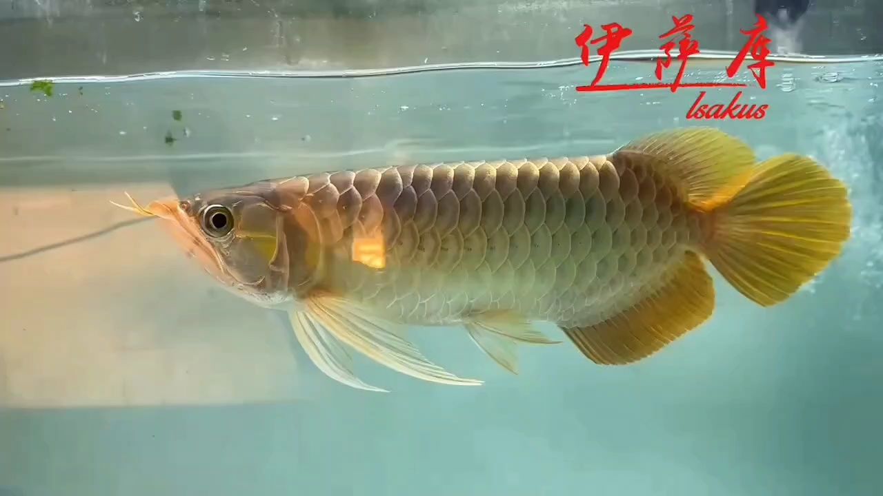 伊薩庫S級，非常板正身型扇尾