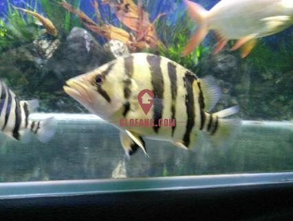三紋虎魚與印尼虎魚區(qū)別，三紋虎魚和印尼虎魚是兩種常見的觀賞魚，在多個方面都有所區(qū)別 三紋虎魚與印尼虎魚區(qū)別，三紋虎魚和印尼虎魚是兩種常見的觀賞魚，在多個方面都有所區(qū)別 虎魚百科 第2張