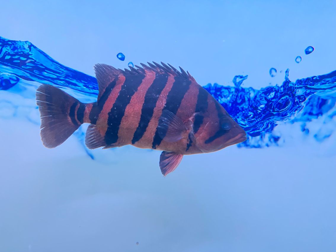 新購濾材 新購濾材 龍魚論壇 第4張