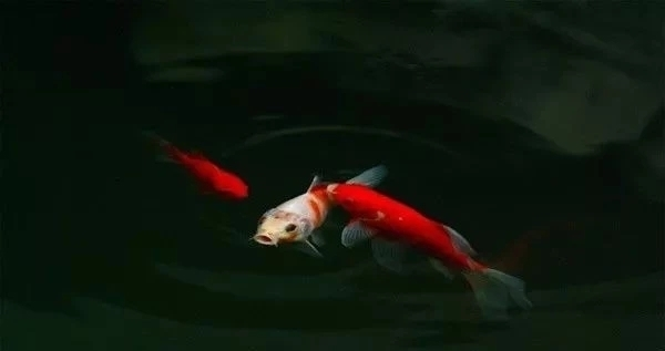 魚與哪些屬相相克？揭秘生肖相生相克的飲食禁忌與文化淵源