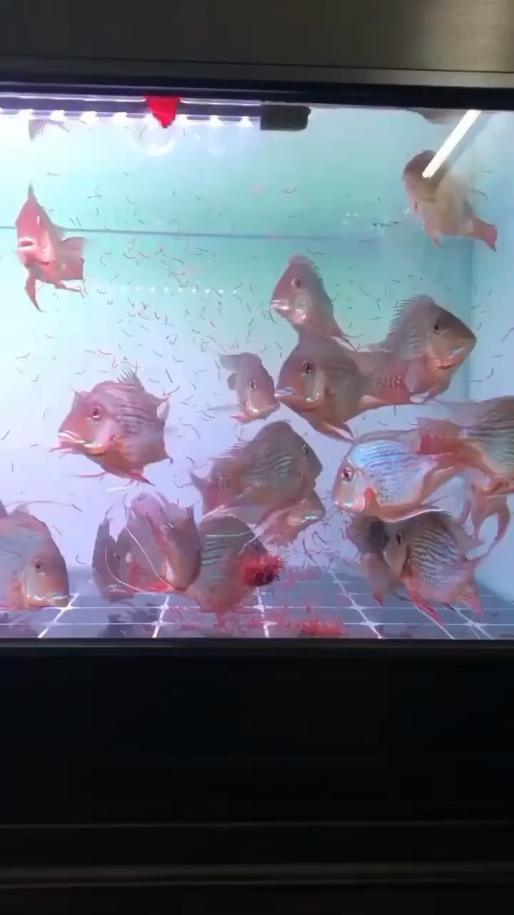 進口0號元寶鳳凰