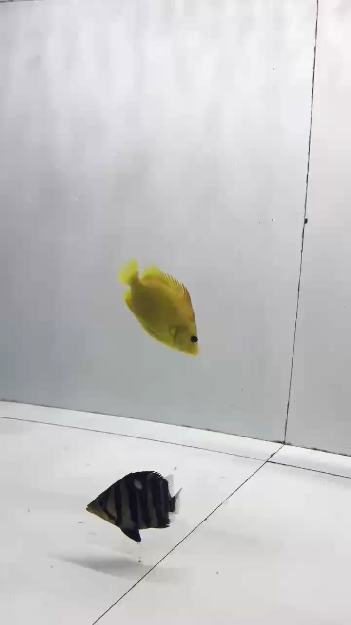變異虎有喜歡虎魚的，點贊收藏。