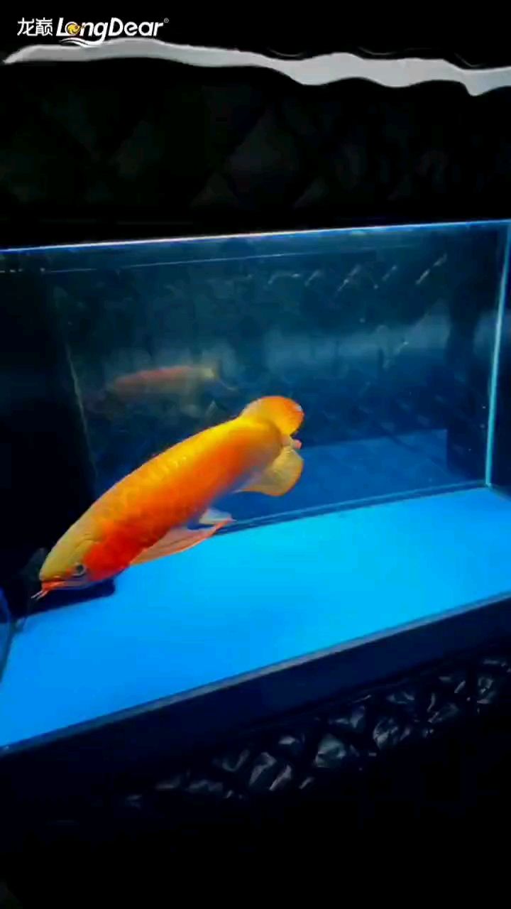 轉發708
