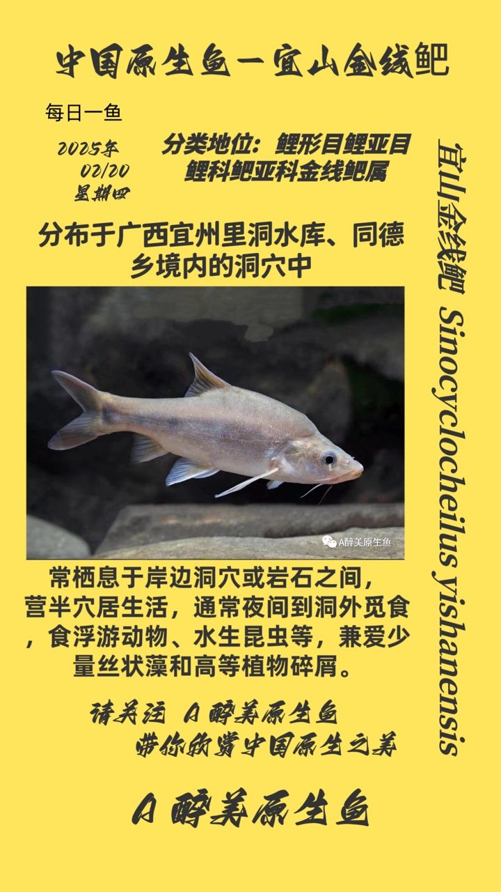 魚缸用增氧泵價(jià)格是多少:魚缸增氧機(jī)-xtrac增氧機(jī)-xtrac增氧機(jī) 宜山金線鲃 龍魚論壇 宜山金線鲃 宜山金線鲃 龍魚論壇
