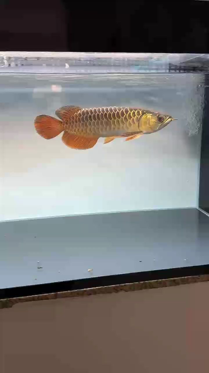 心急 心急 龍魚論壇