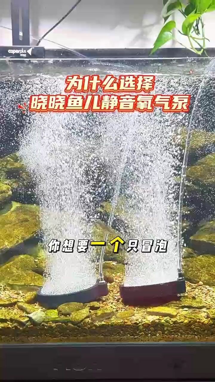 龍魚干蝦有營養(yǎng)嗎 你想要一個只冒泡不出聲的氧氣泵嗎? 龍魚論壇 你想要一個只冒泡不出聲的氧氣泵嗎? 你想要一個只冒泡不出聲的氧氣泵嗎? 龍魚論壇