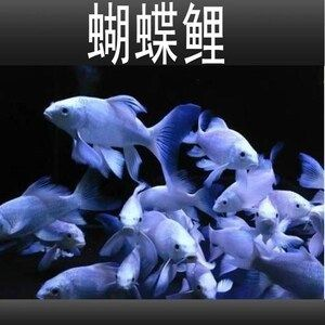 哪里能買到正宗蝴蝶鯉魚苗（正宗蝴蝶鯉魚苗價格） 哪里能買到正宗蝴蝶鯉魚苗（正宗蝴蝶鯉魚苗價格） 蝴蝶鯉百科 第2張