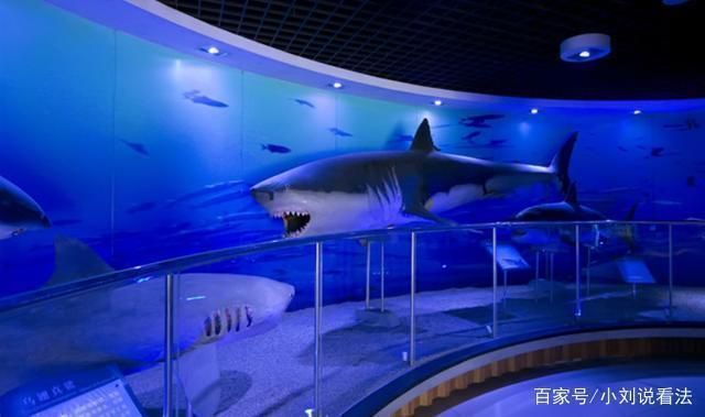 中國第一大水族館：上海海洋水族館