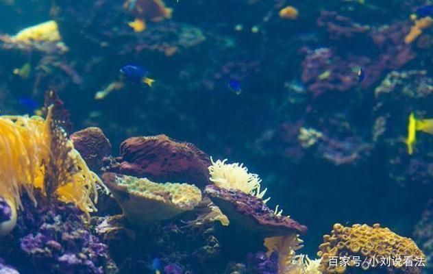 中國第一大水族館：上海海洋水族館