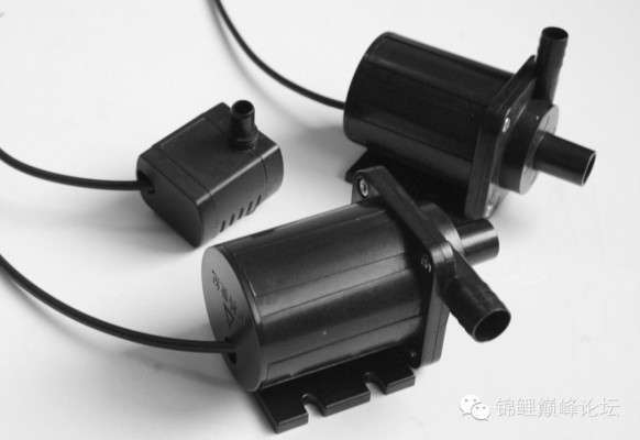 魚躍龍門聚財源，妙語連珠福滿堂—探尋魚文化中的吉祥與財富密碼