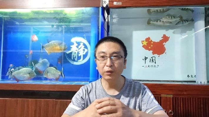 蝴蝶鯉為什么要短身（蝴蝶鯉的短身特征主要源于其飼養(yǎng)便利性、健康需求及市場改良需求）