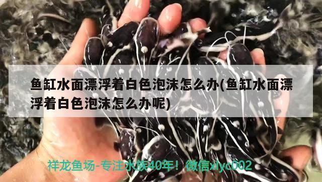 魚缸水面漂浮著白色泡沫怎么辦(魚缸水面漂浮著白色泡沫怎么辦呢)