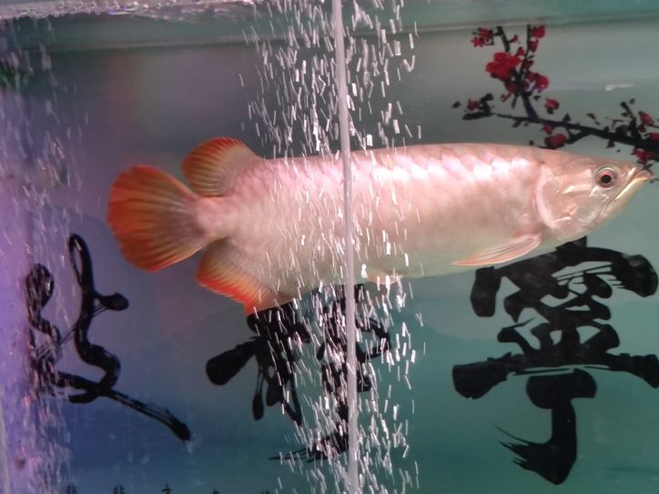 小龍魚 小龍魚 龍魚論壇