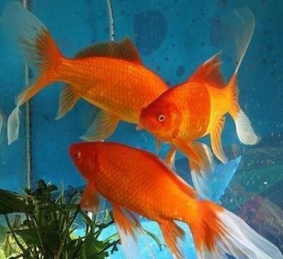 魚過世，福報已盡，一場生命的無常啟示