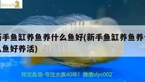 新手魚缸養魚養什么魚好(新手魚缸養魚養什么魚好養活) 新手魚缸養魚養什么魚好(新手魚缸養魚養什么魚好養活) 豬鼻龜百科