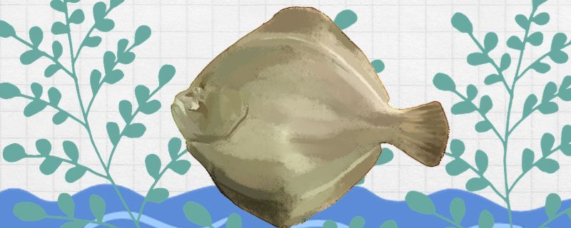 比目魚(yú)和蝶魚(yú)一樣嗎有什么區(qū)別